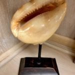 Shell Decor • Beautiful home decor accessory of a shell on wood block. Nice accent for a touch of the beach or for your beach condo.